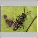 Nysson trimaculatus - Grabwespe 01b 6mm OS-Hasbergen Lehmhuegel.jpg